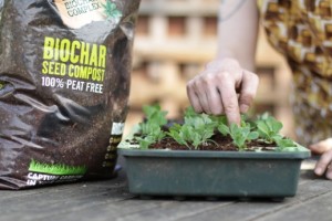 Seed-planting-in-Biochar-Peat-Free-Compost