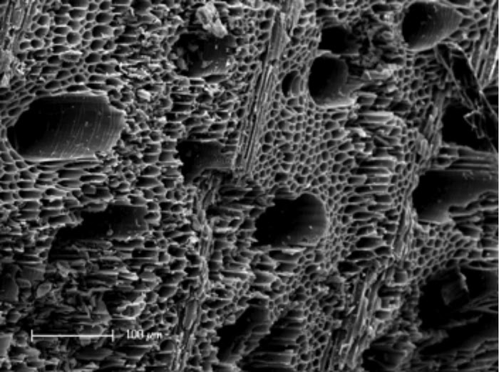 Scanning electron microscope image of biochar - copyright Pete Brownsort UK Biochar Research Centre, University of Edinburgh