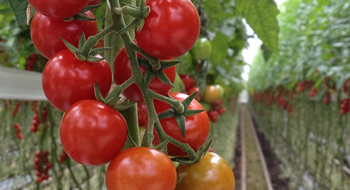 carbon-gold-shines-in-tomato-root-mat-disease-trial-1