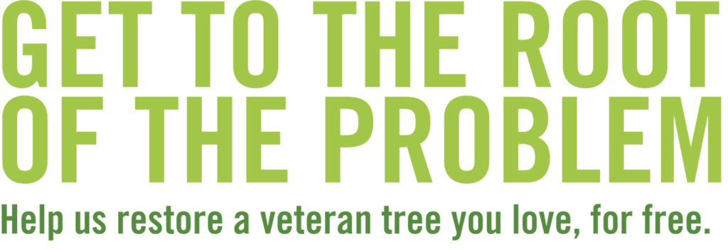 veteran-tree-title-1-1024x351