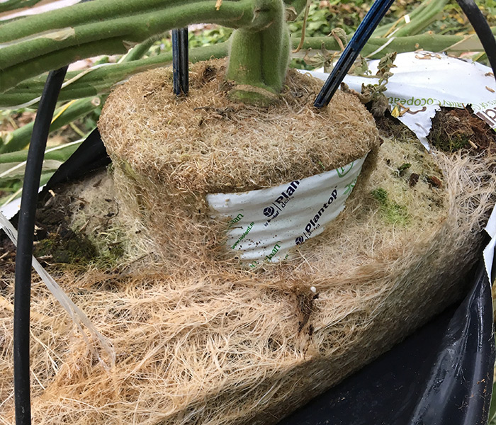 Root mat disease covering a plant.