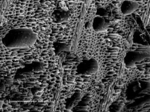 Microscopic Image of Biochar
