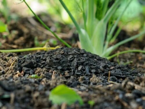 Carbon Gold Biochar products being used in soil