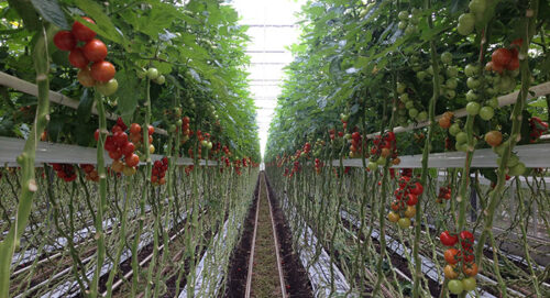 Commercial Growing of tomatoes using Carbon Gold