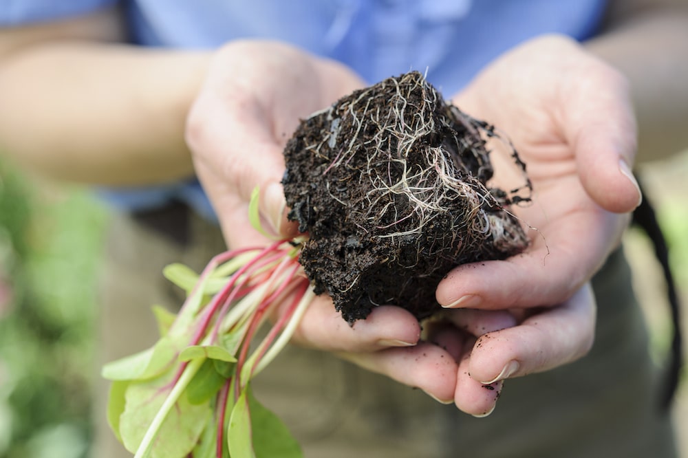 Roots in Biochar Compost