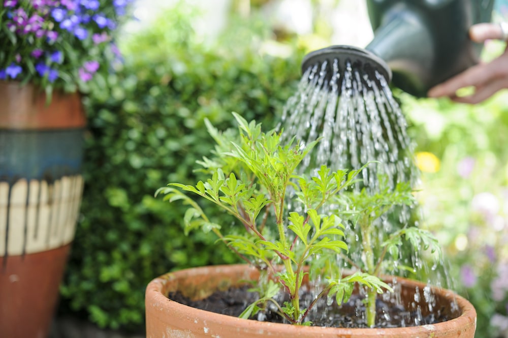 Watering Garden Potted Plants