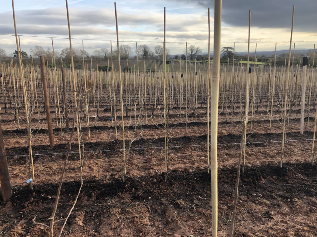 organic-top-fruit-with-biochar-1-1024x768