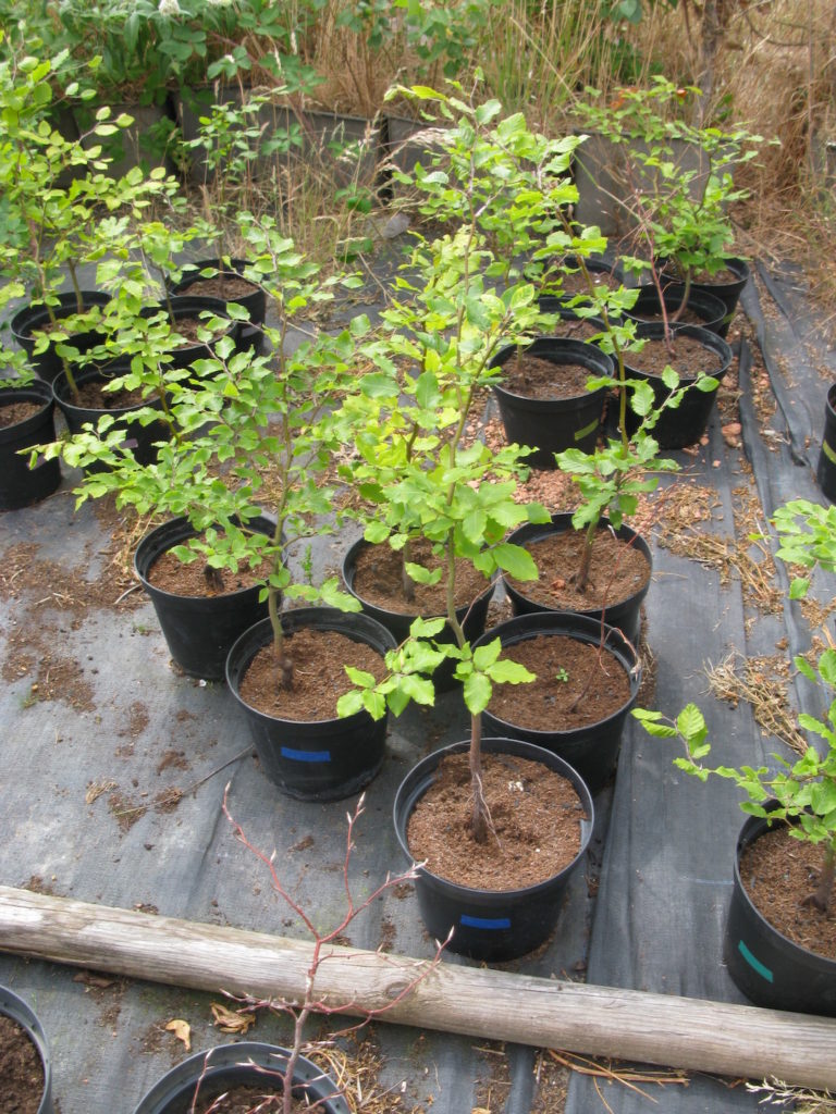 How-to-plant-a-tree-in-4-easy-steps-768x1024