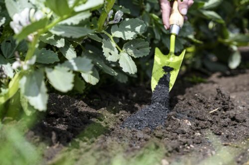 Organic Soil Improvement using Biochar and natural biology
