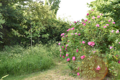 Blackberry-Garden-Guest-Blog-Image-1-e1664666436220