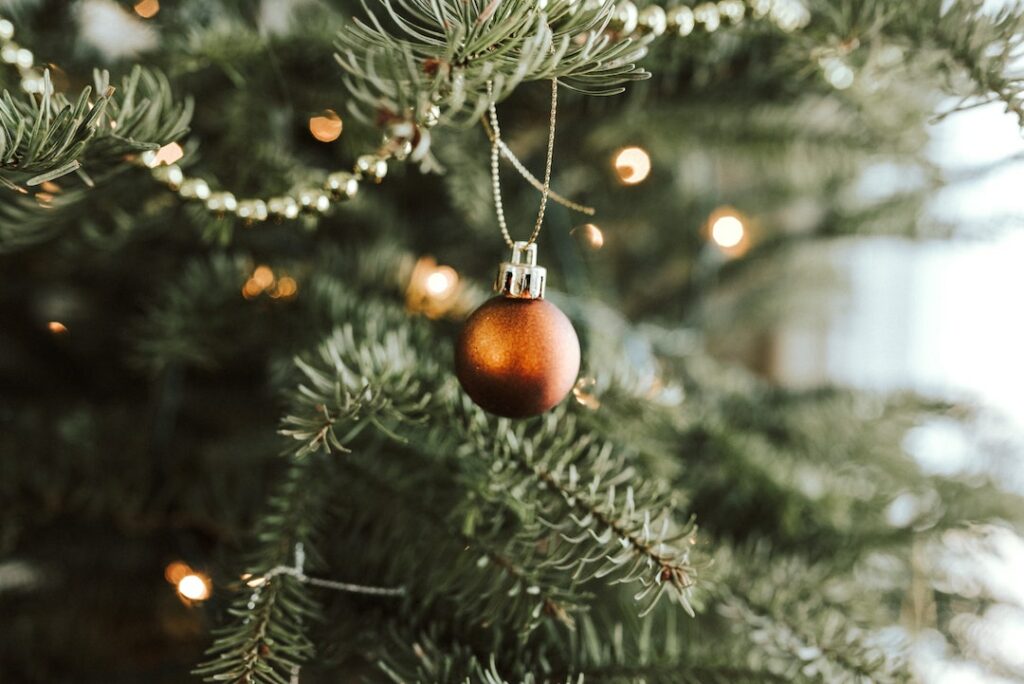 Can you replant your Christmas tree? - Carbon Gold