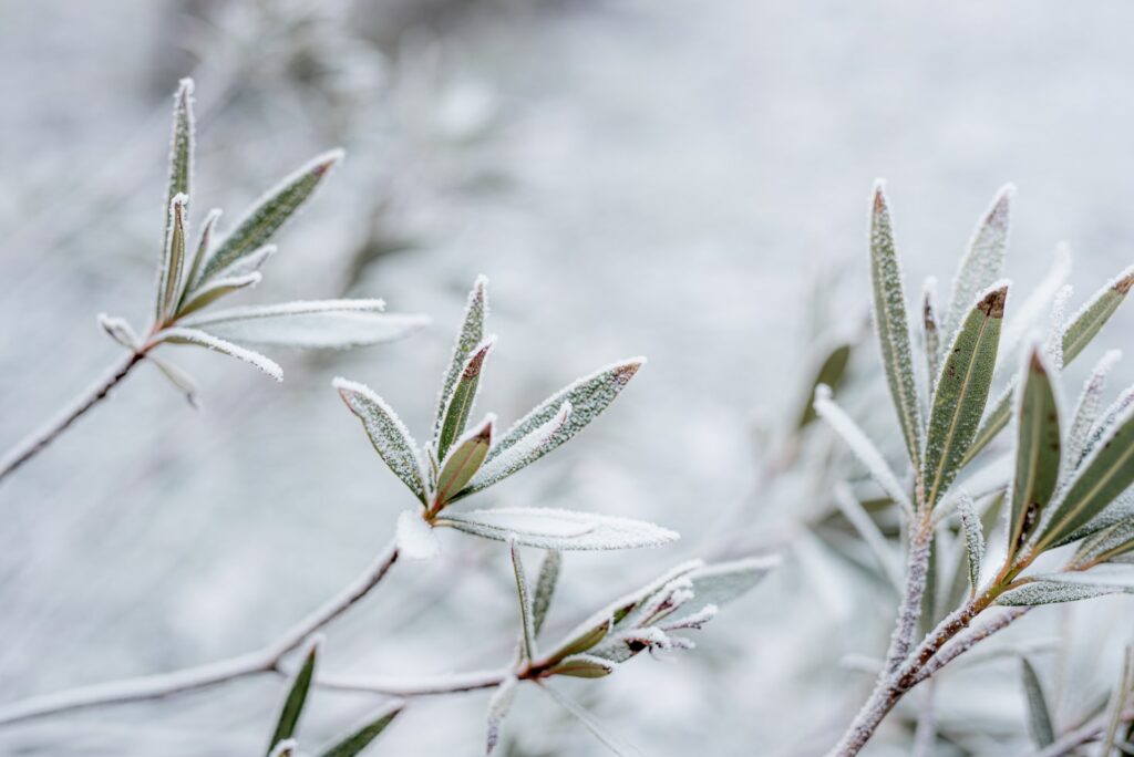 Garden-shrub-covered-in-frost-1024x684