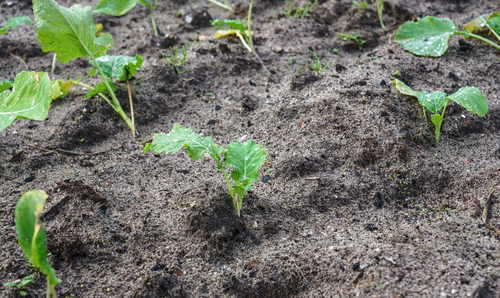 Cabbage planted in sandy soil