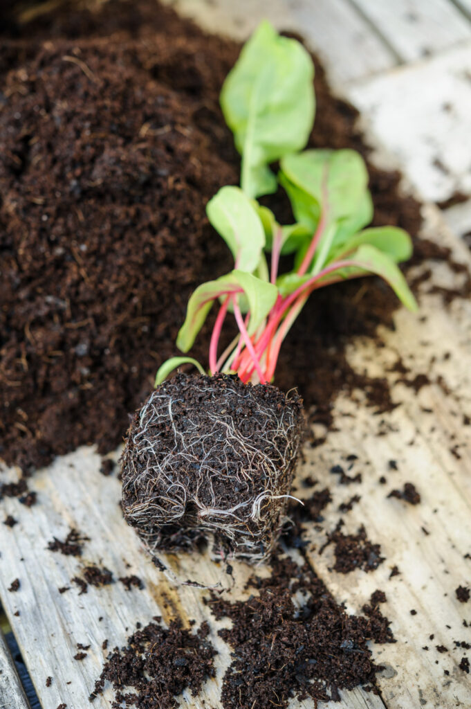 Roots for planting in Carbon Gold Seed Compost, Soil Association Approved Biochar ,organic soil improvement, nature based solution, improving soil naturally