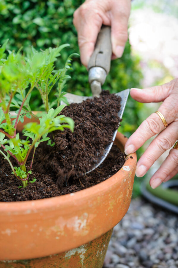 What is cutting compost? Carbon Gold
