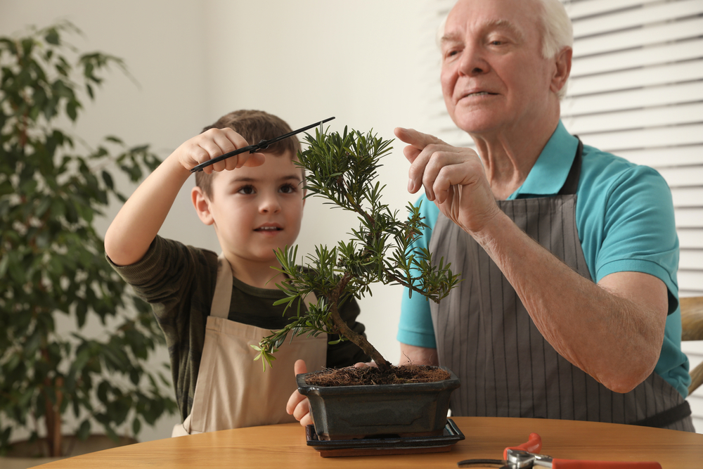 Bonsai-with-children-using-Carbon-Gold-Tree-Soil-Improver.-Climate-change-better-drainage-improved-water-holding