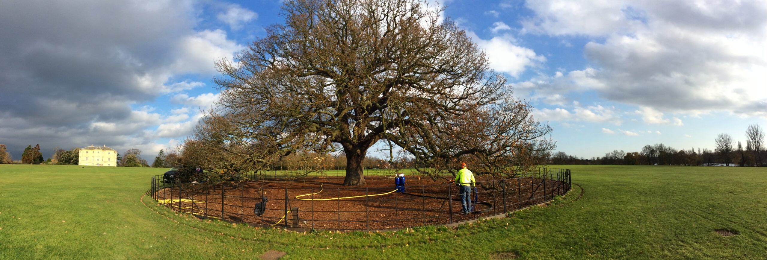 Bexley's Charter Oak before biochar treatment — Apex operators using the Geo-Injector across the root protection area.