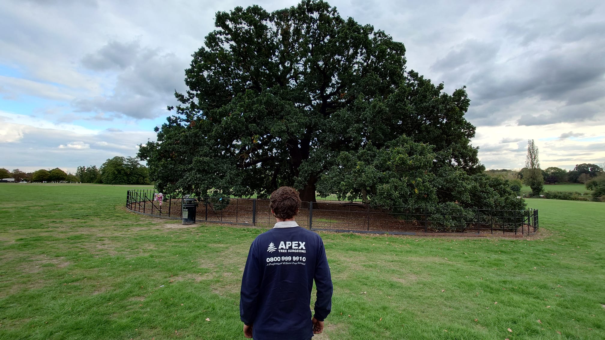 Bexley's Charter Oak in full leaf after biochar treatment, with a member of the Apex team standing in front.